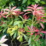 Dsc03451