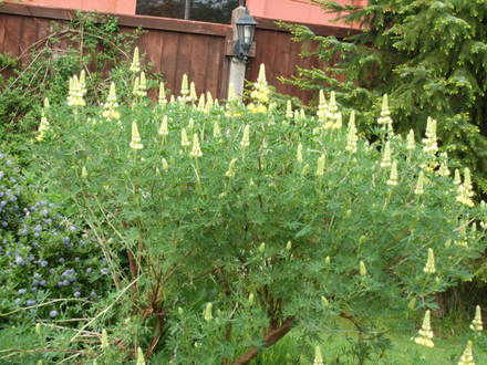 lupin tree 