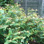 Hypericum androsaenum 'Mrs Gladys Brabazon' (Hypericum androsaenum)