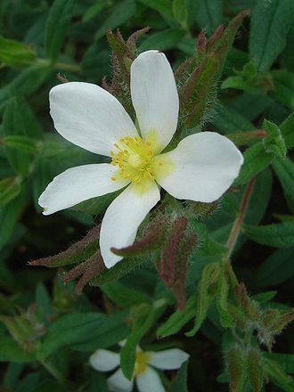 Cistus seedling (Cistus)