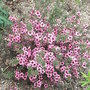 Leptospermum scoparium