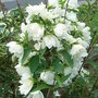 Philadelphus 'Natchez' (Philadelphus 'Natchez')