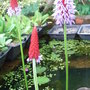Primula_viallii