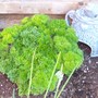 Parsley and Toadhouse