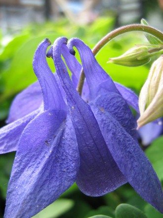 They look like they're made with Crepe de Chine... (Aquilegia atrata)