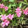Rhodohypoxis baurii