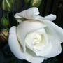 Rosa__iceberg__bud