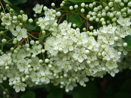 Pyracantha blossom. (Pyracantha)