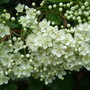 Pyracantha_blossom