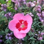 Alpine_dianthus_on_the_scree_bed