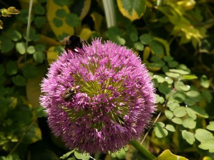 Bees_on_allium_5_June.jpg