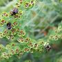 Bees_on_euphorbia_5_june