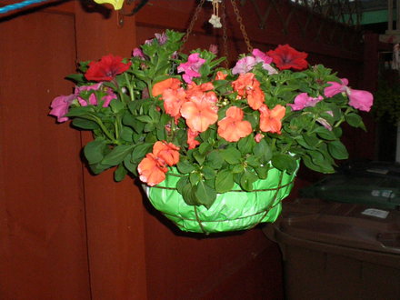BASKET OF BUSY LIZZIES AND BEGONIAS