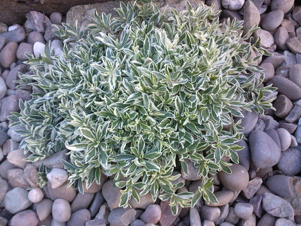 variegated arabis (Arabis alpina (Alpine Rock-cress))