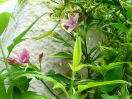 Jasmine coming into flower (Nudiflorum)