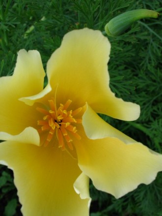 Californian Poppy (Eschscholtzia)