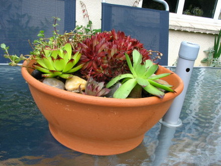 Houseleeks (Sempervivum tectorum)