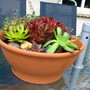 Sempervivum tectorum
