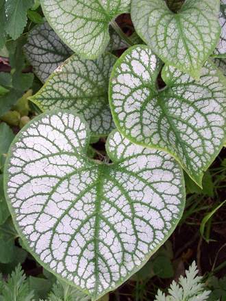 Jack Frost ( Hardy Forget-me-not)