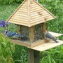Woodpecker and Blue Jay