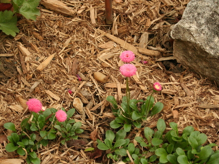 Bellis Perennis