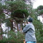 Broom_hunting_and_collecting