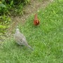 Feathered Friends