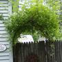 Garden Gate Arch