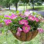 Hanging Basket - Filling in