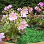 Lewisia