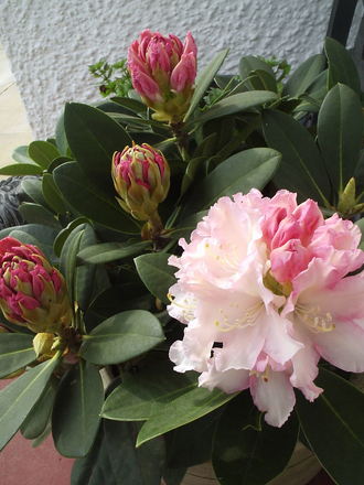 Dwarf Rhododendron 