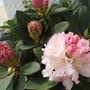 Dwarf Rhododendron "Dreamland"