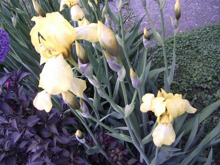 More yellow iris (Iris pseudacorus (Yellow Flag))
