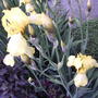 2008-06-05_yellow_iris