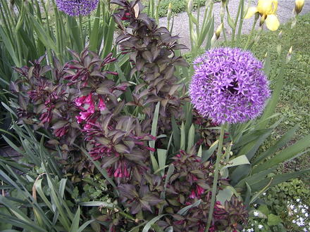 Weigela & Allium (Weigela florida 'Foliis Purpureis')