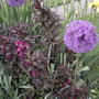 2008-06-05_weigela___allium