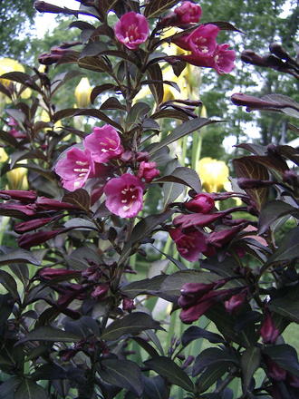 Purple Weigela (Weigela florida 'Foliis Purpureis')