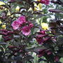 2008-06-05_weigela_purple