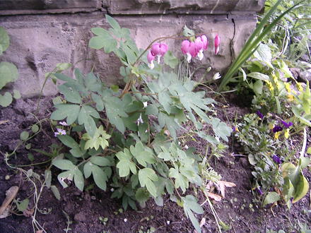 Bleeding Hearts still blooming (Dicentra eximia (Bleeding Heart))