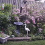 2008-06-05_weigela_in_bloom