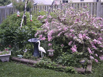 Back garden different angle (Weigela florida 'Variegata')