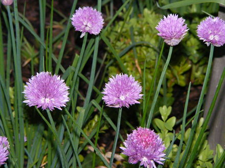 Chives (Allium schoenoprasum (Chives))