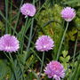 Chives