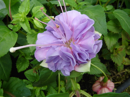 A garden flower photo