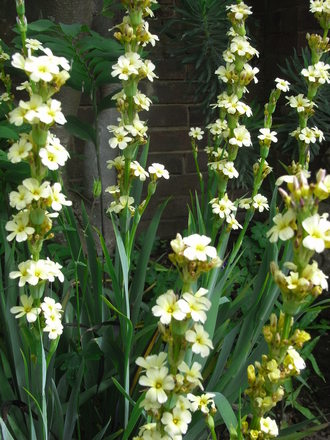 Sisyrinchium 'Striatum' (Sisyrinchium striatum (Sisyrinchium))