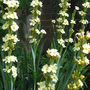 Sisyrinchium__striatum_