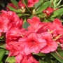 Rhododendron__dopey_