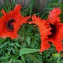 Garden_pictures_001