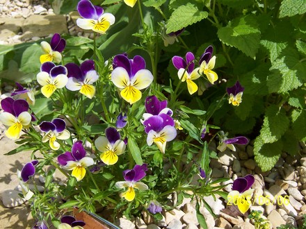 Heartsease (Viola tricolor (Heartsease))