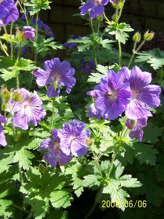 Blue cranesbill geranium (Geranium himalayense (Hardy geranium) 'Gravetye')